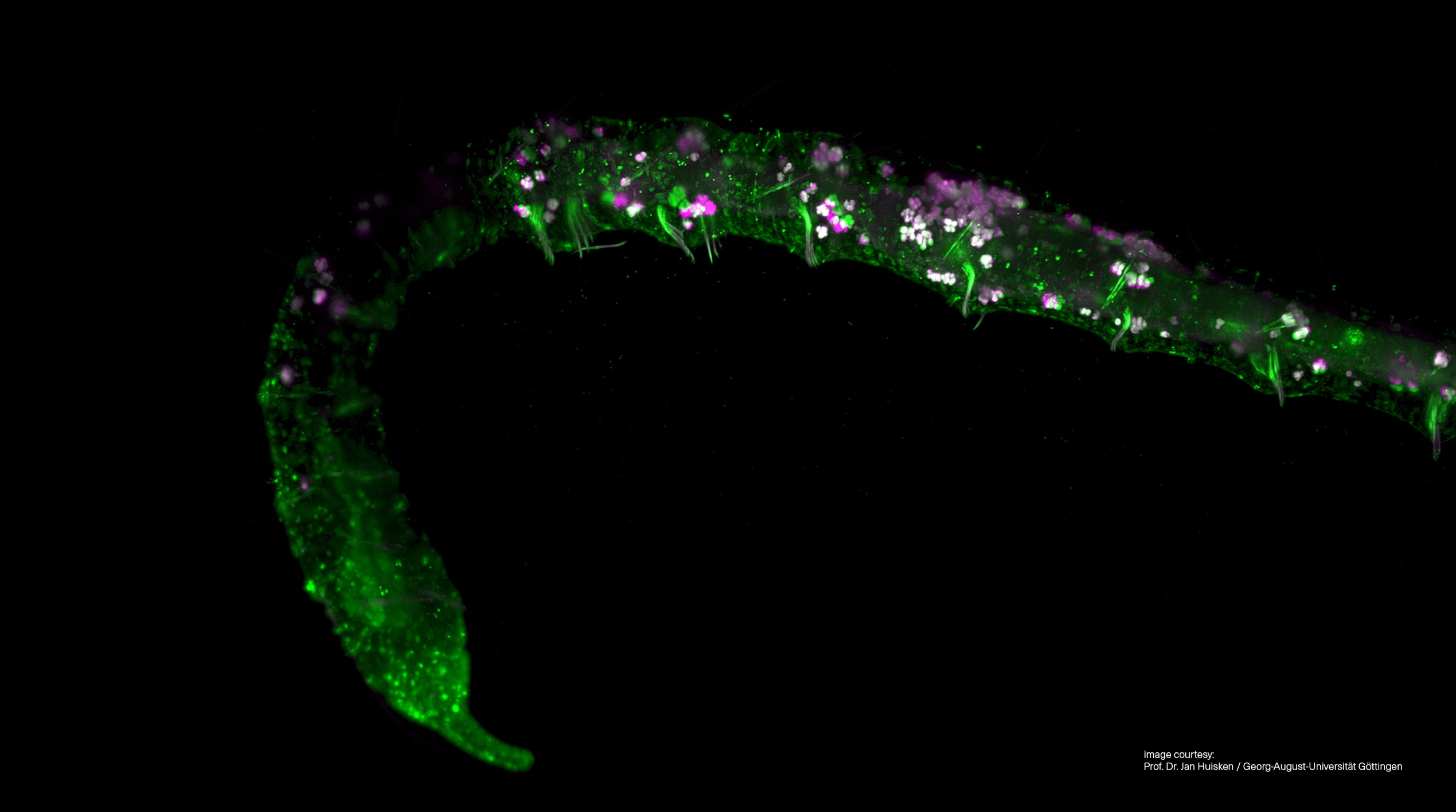 Lightsheet Microscopy