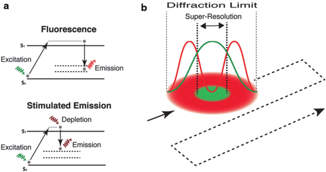 © https://www.researchgate.net/figure/Principles-underlying-stimulated-emission-depletion-STED-microscopy-a-Highly_fig3_299859822