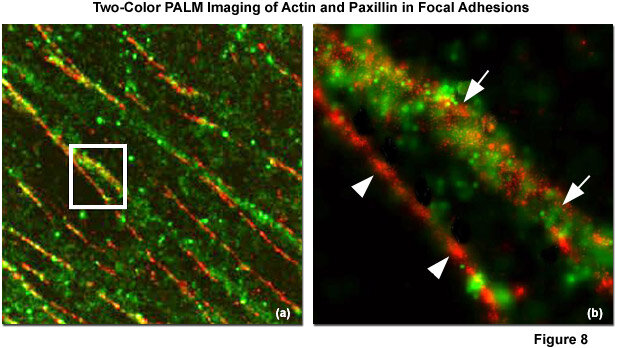 © https://zeiss-campus.magnet.fsu.edu/articles/superresolution/palm/introduction.html