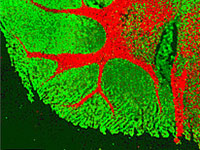 Raman Microscopy