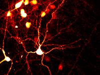 Time-Resolved Microscopy